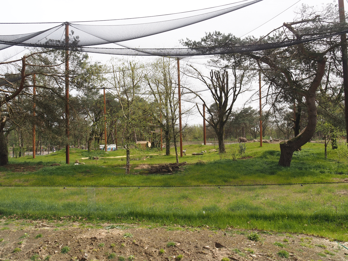 Secretary bird and Rüppell's griffon vulture aviary, 2024-04-06