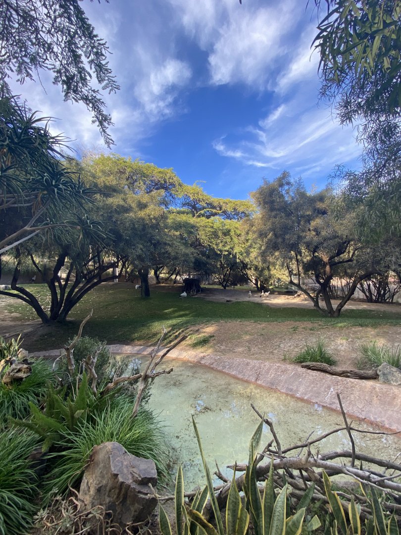 Secretary Bird and White Stork Habitat - African Outpost