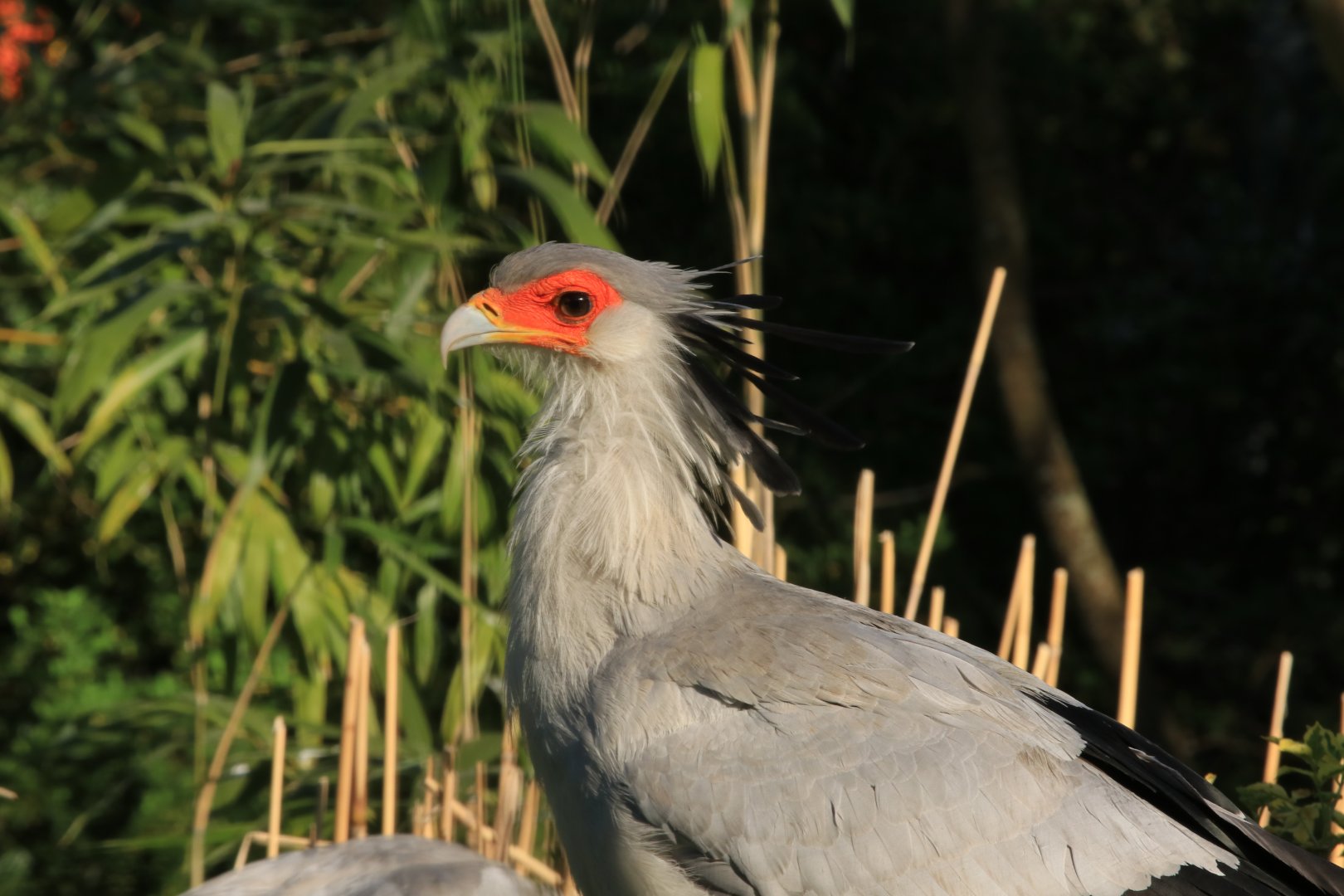 Secretary Bird (April 2019)