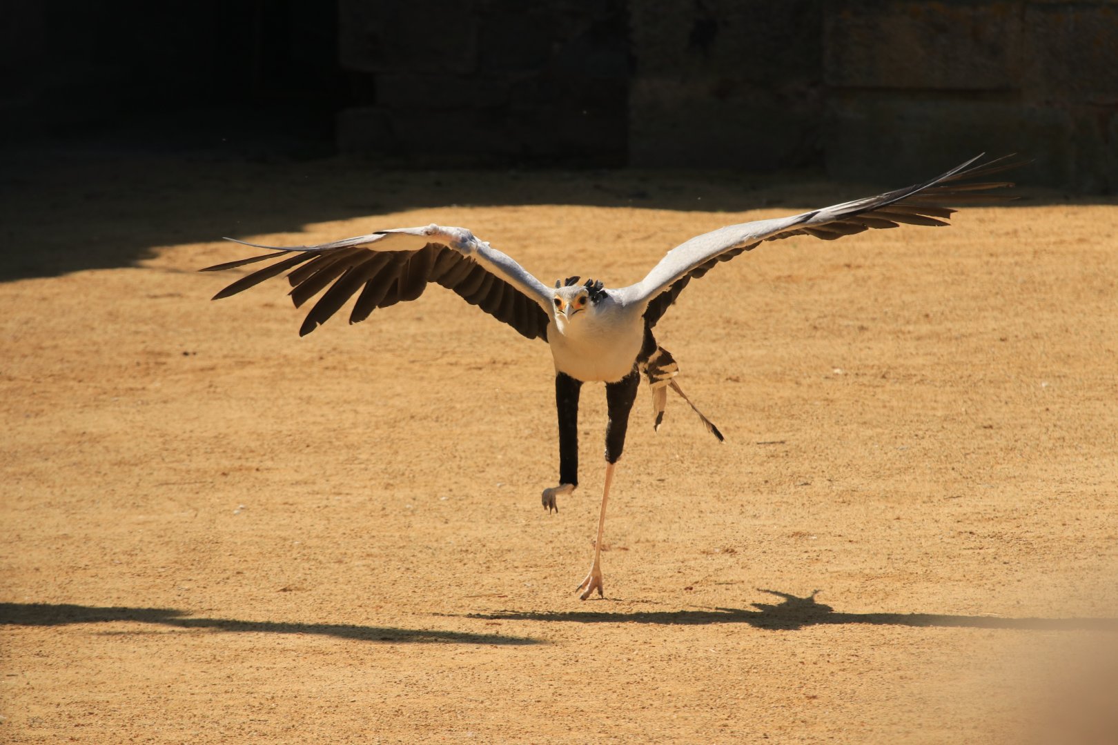 Secretary bird at bird show  (April 2019)