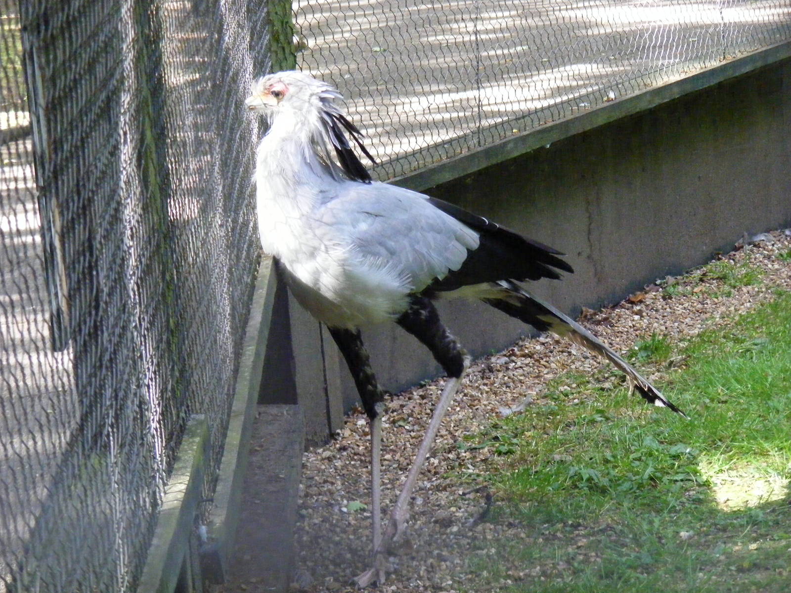 Secretary bird at Birdworld, 20 June 2010