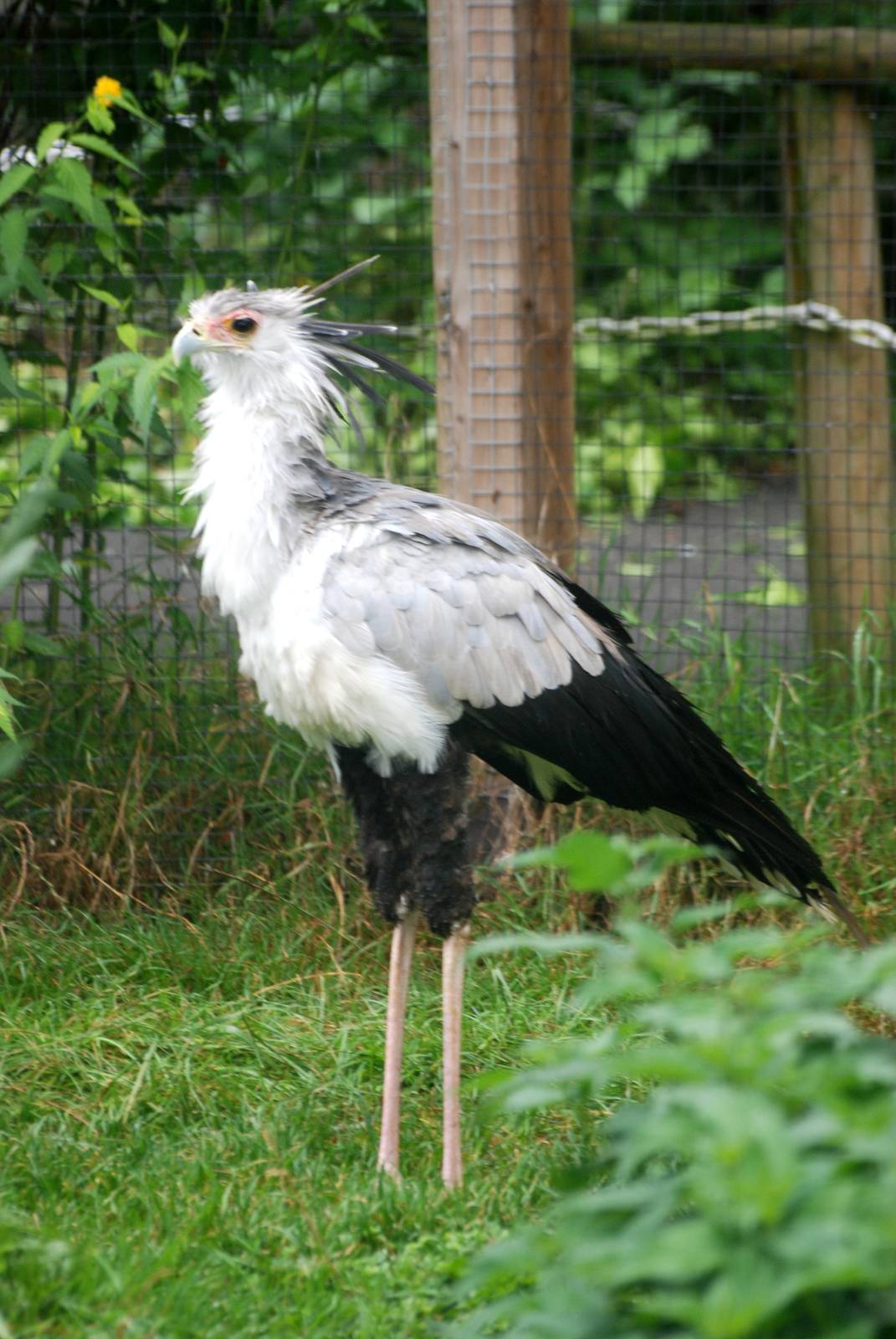 Secretary Bird at Cotswold Falconry Centre, 13/09/13