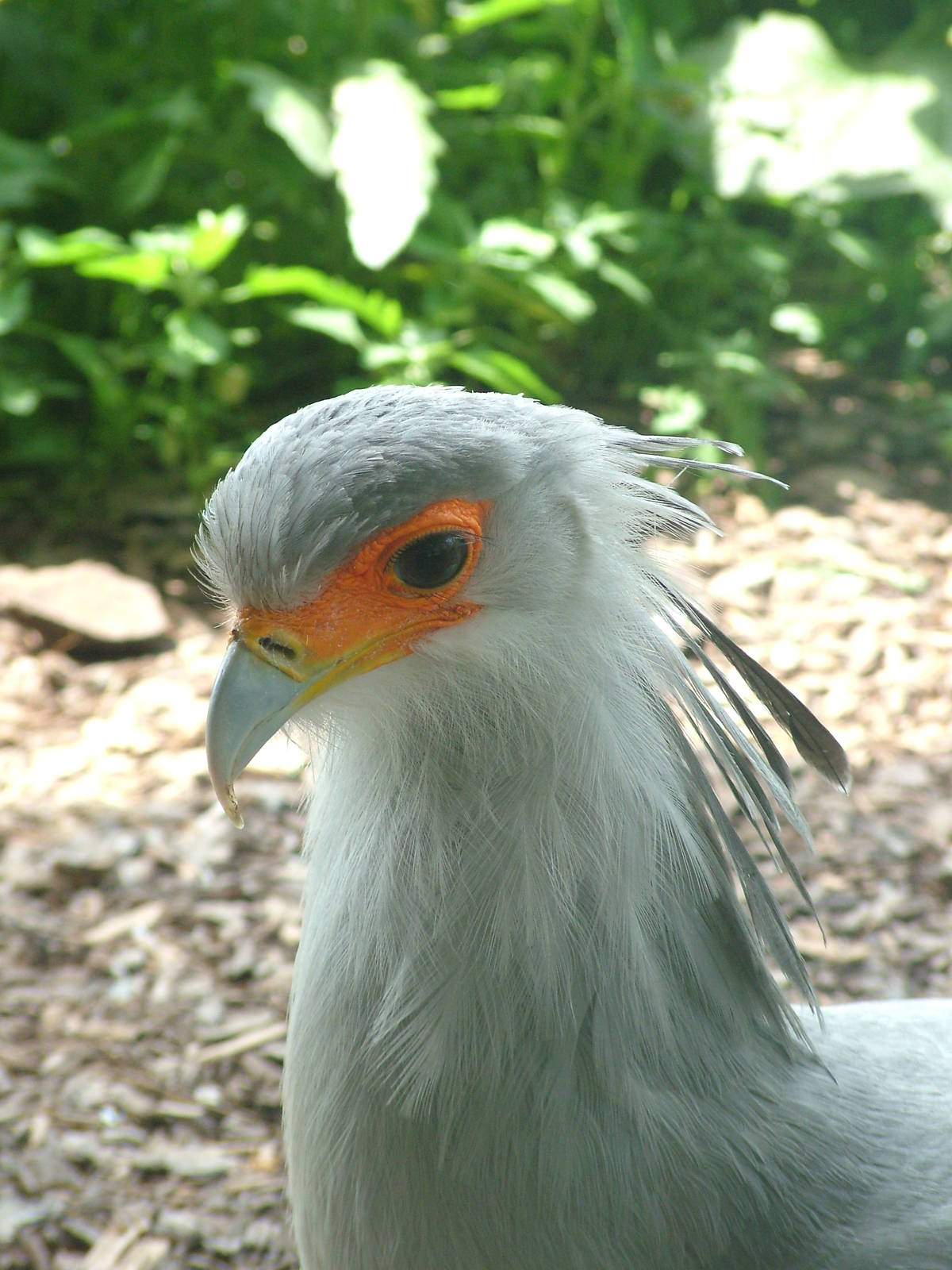 Secretary Bird at Prague, 24/05/10
