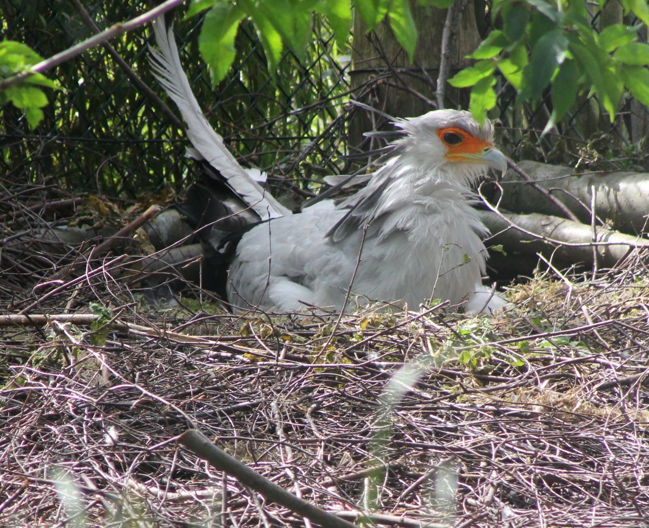 Secretary bird at the nest