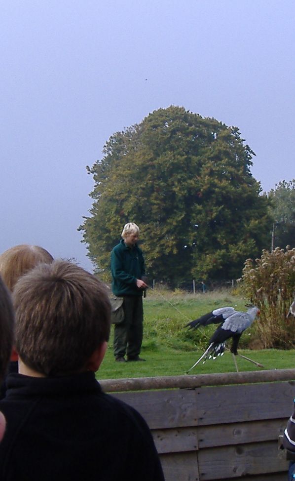 Secretary bird attacking rubber snake at The Hawk Conservancy in Andover, 1