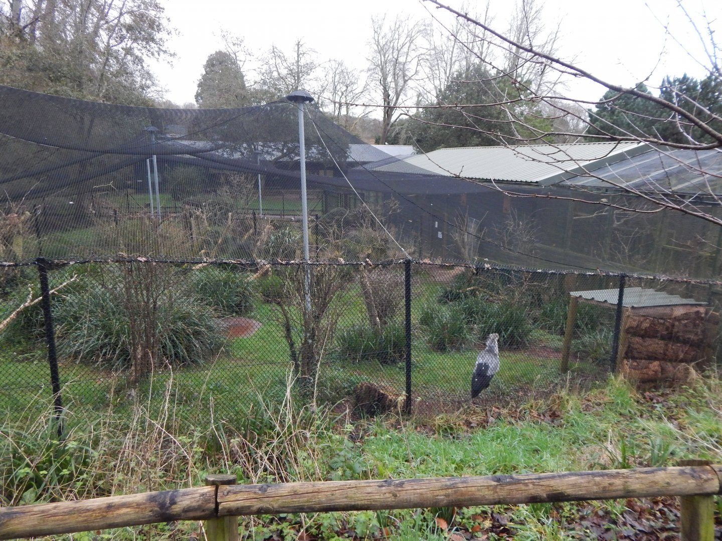 Secretary bird aviary 050224