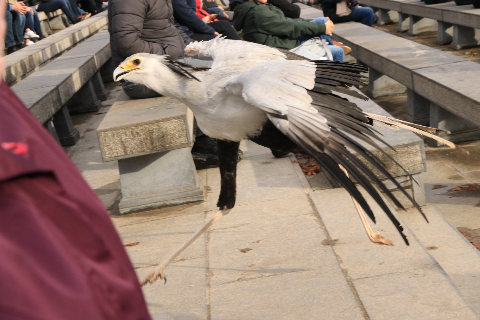 Secretary bird during bird-of-prey show (November 2019)