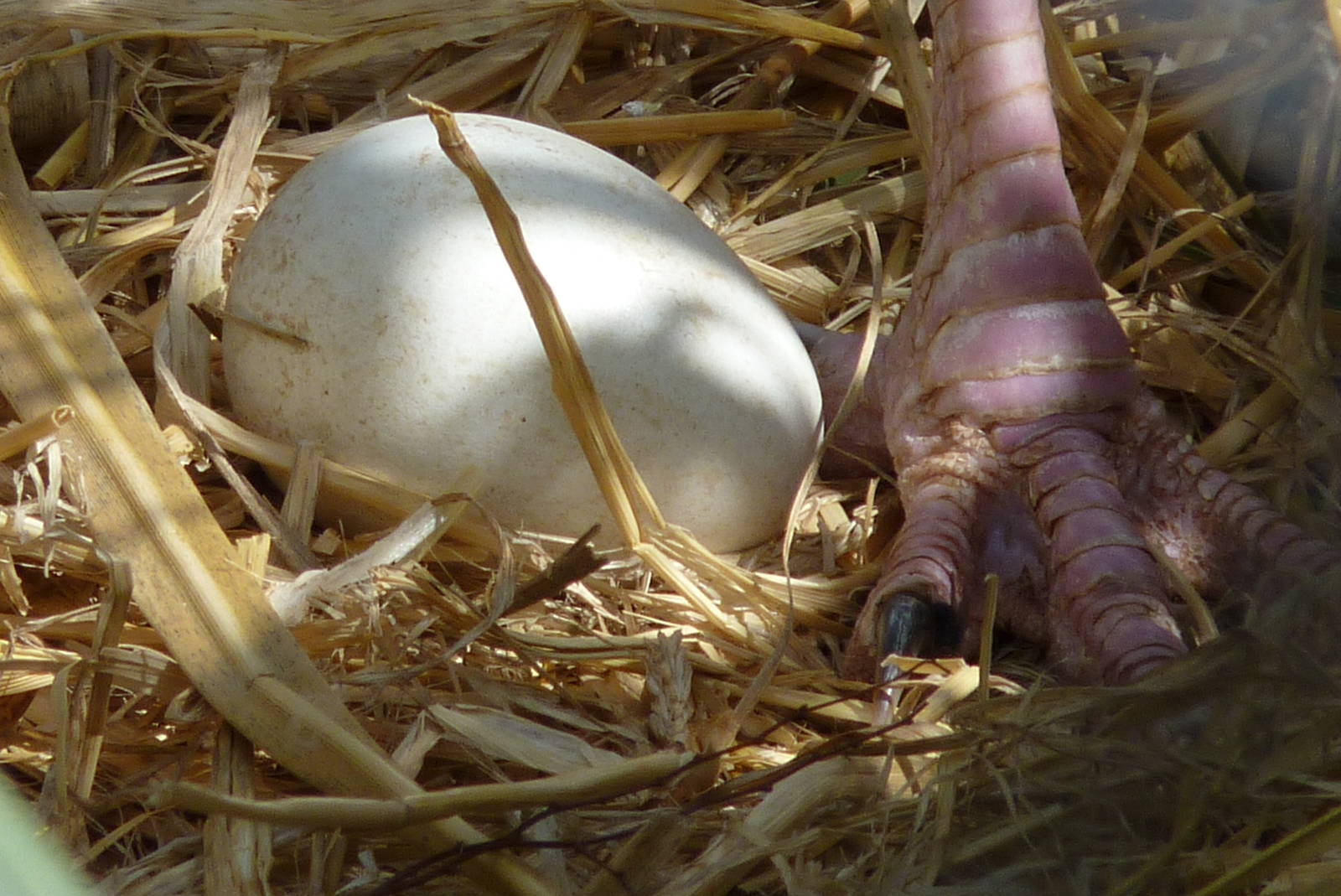 Secretary Bird Egg, August 2016