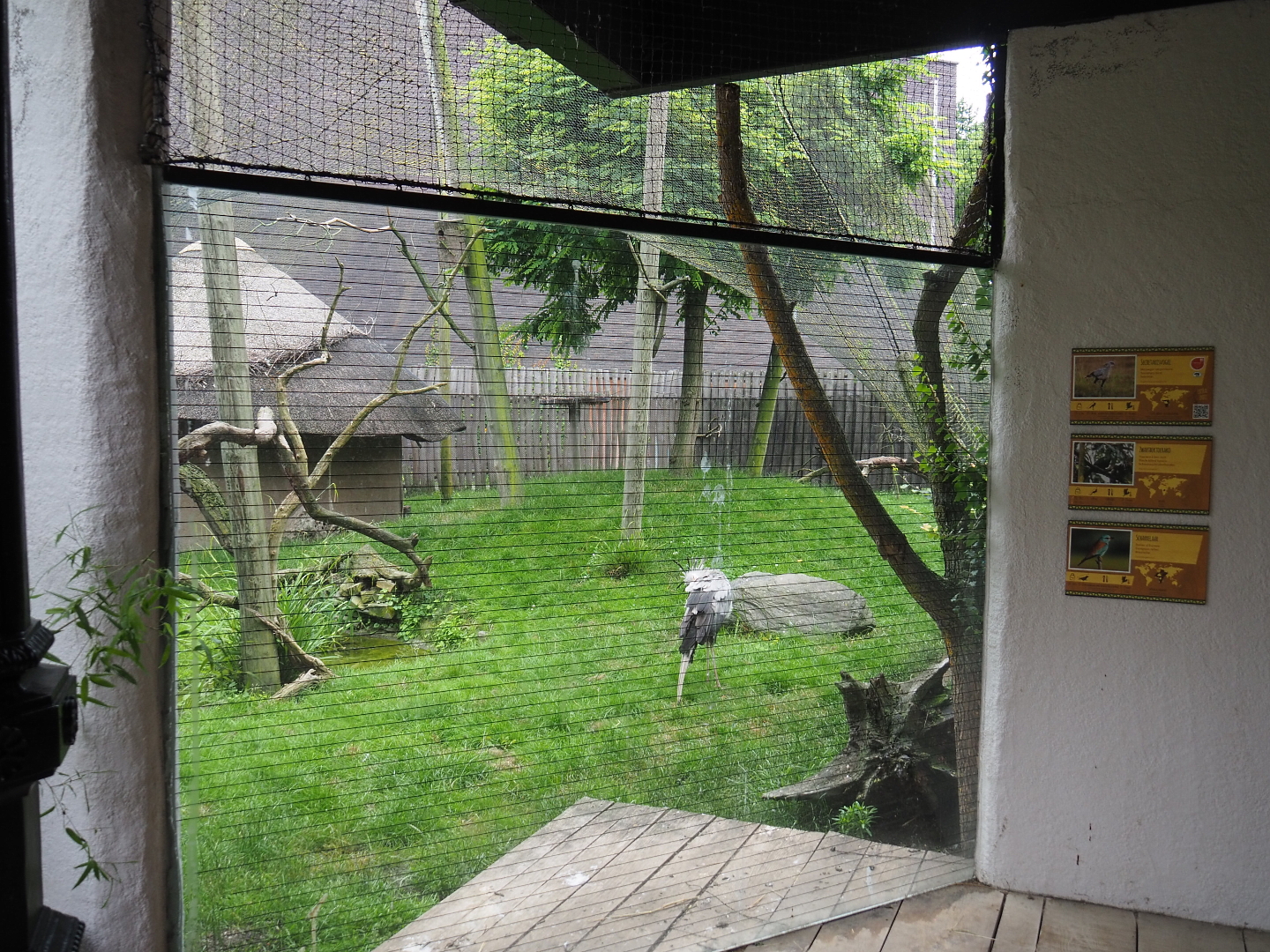 Secretary bird, Emin' turaco, European roller and Vulturine guineafowl aviary, 2021-07-03