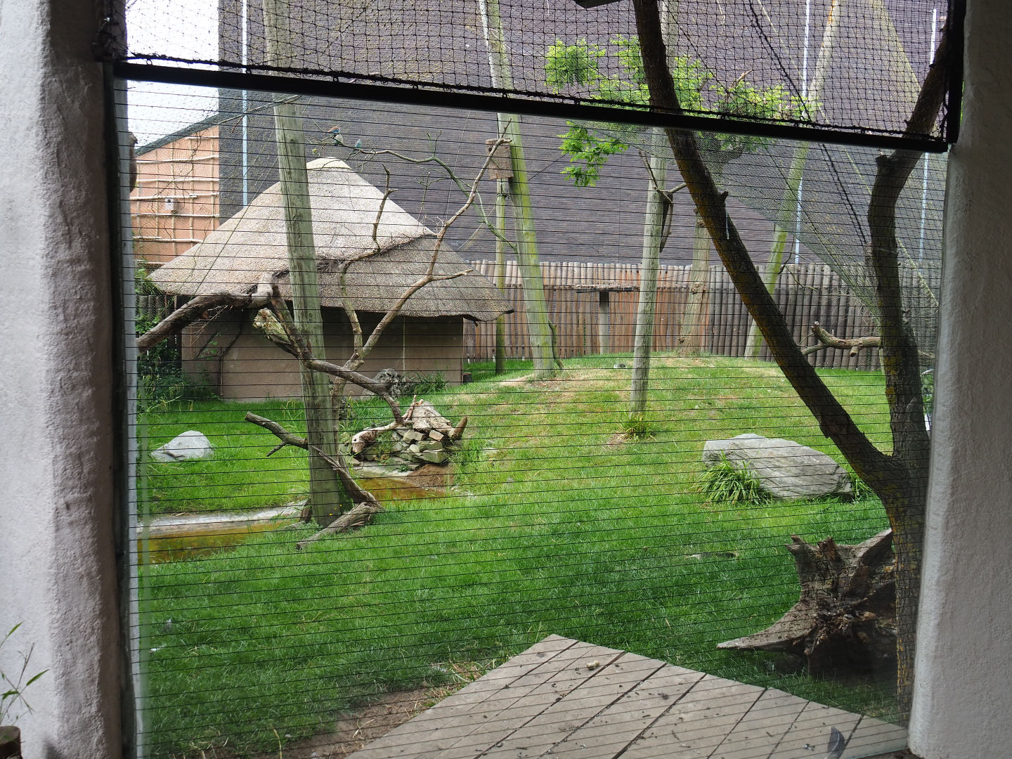 Secretary bird, Emin's turaco, European roller and Vulturine guineafowl aviary, 2020-05-23