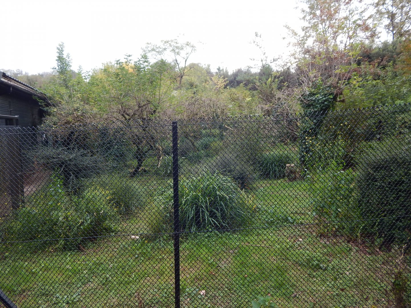 Secretary bird enclosure 181020