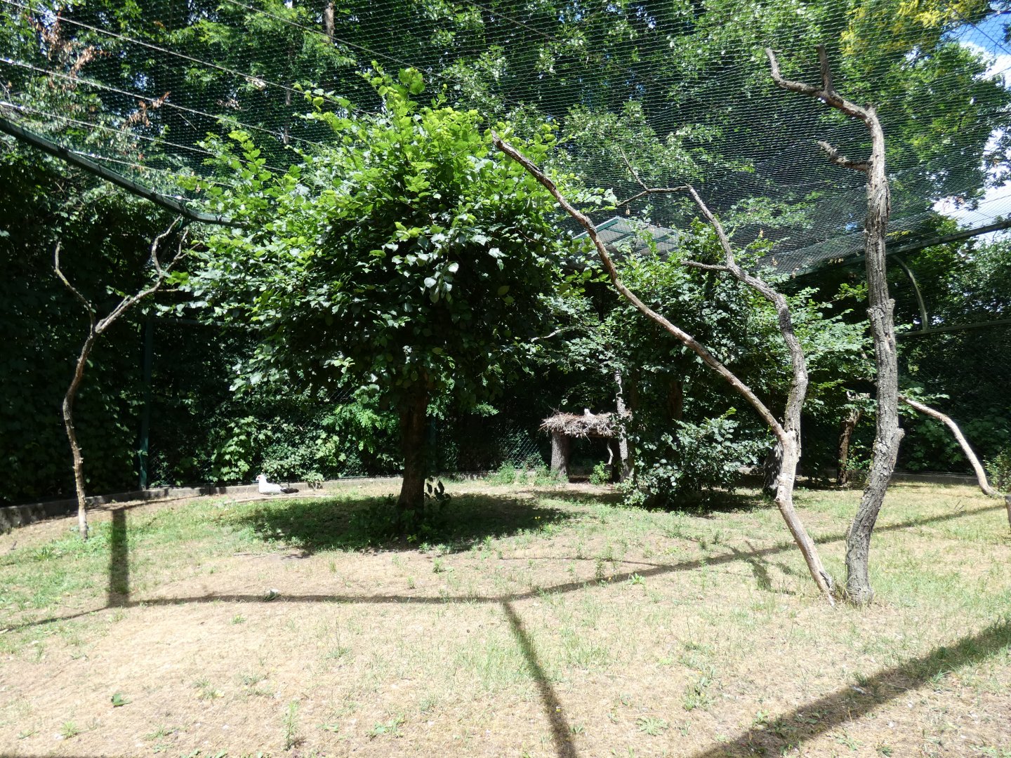 Secretary Bird Enclosure