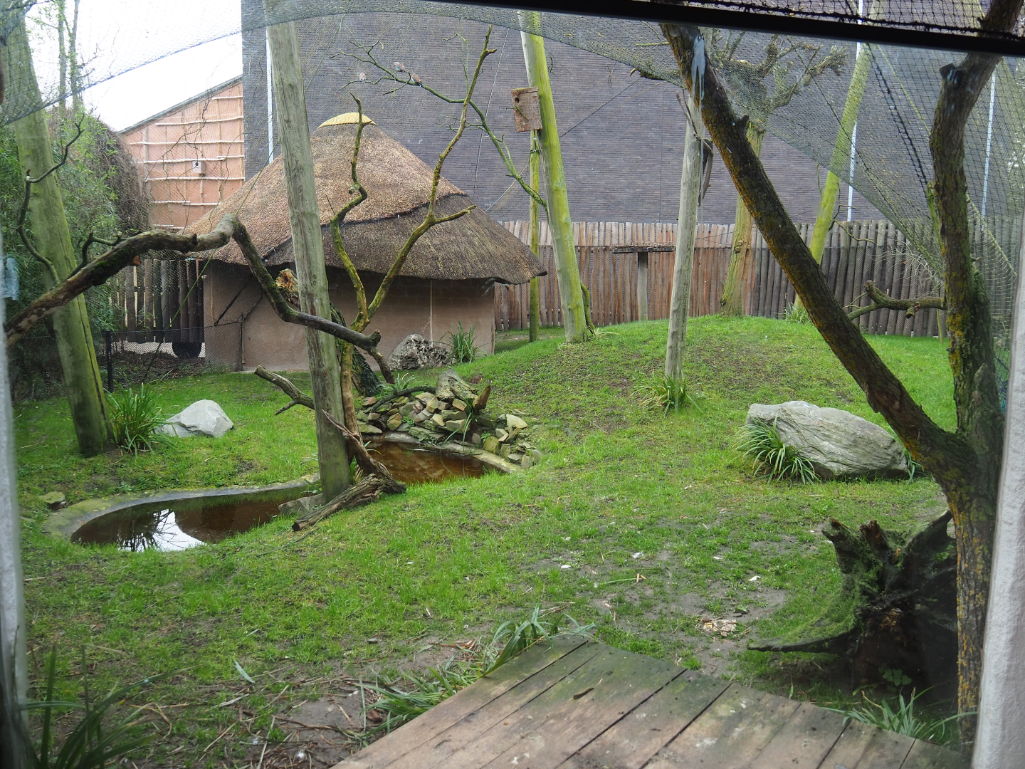 Secretary bird, European roller and Emin's turaco aviary, 2020-01-11