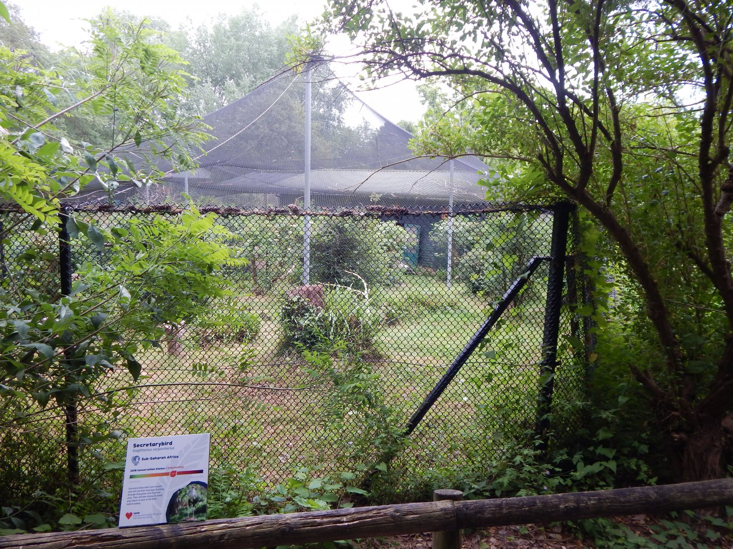Secretary bird exhibit 130624