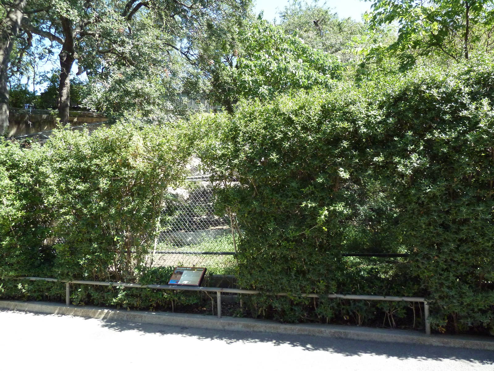 Secretary Bird Exhibit