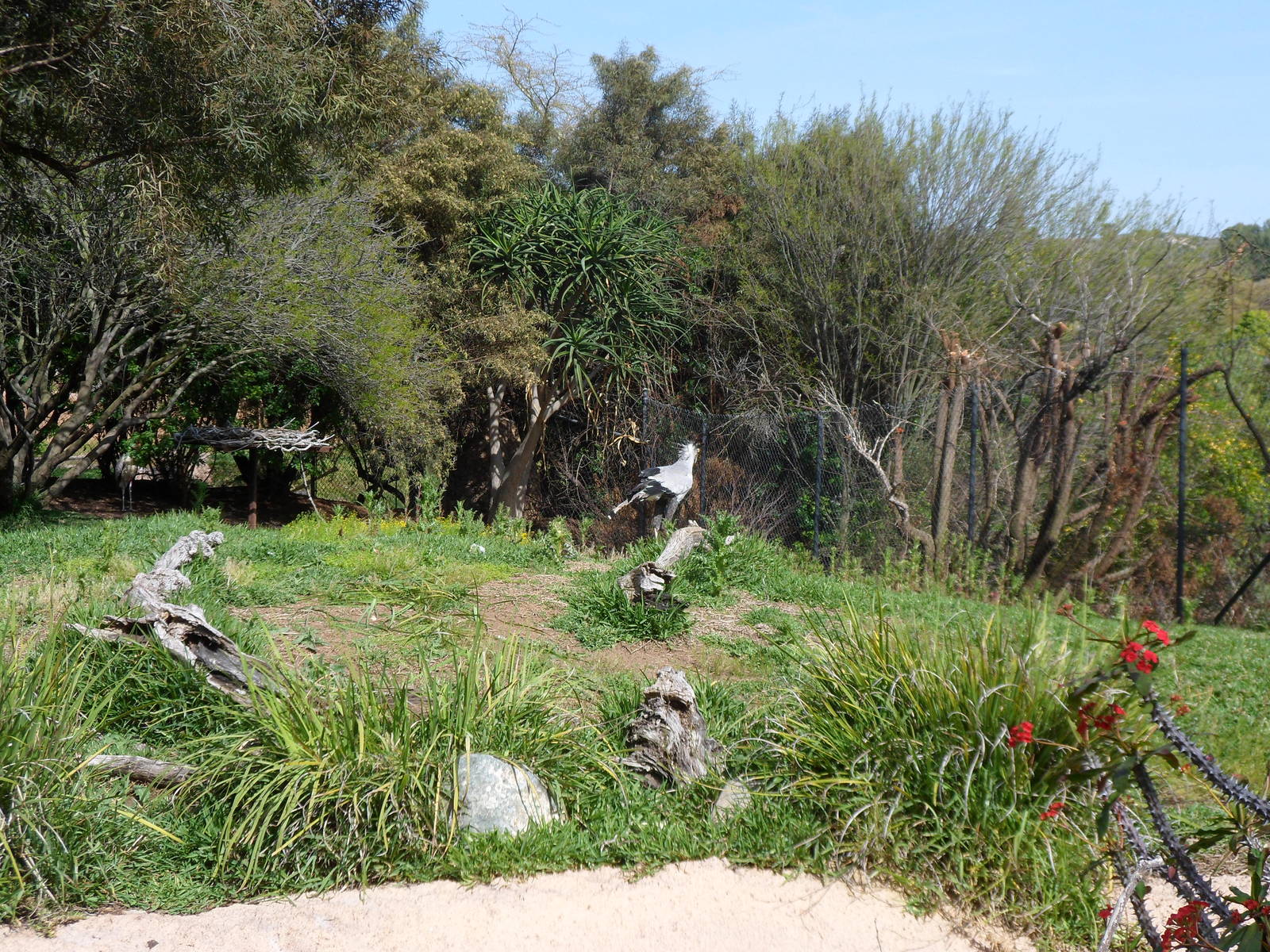 Secretary Bird Exhibit