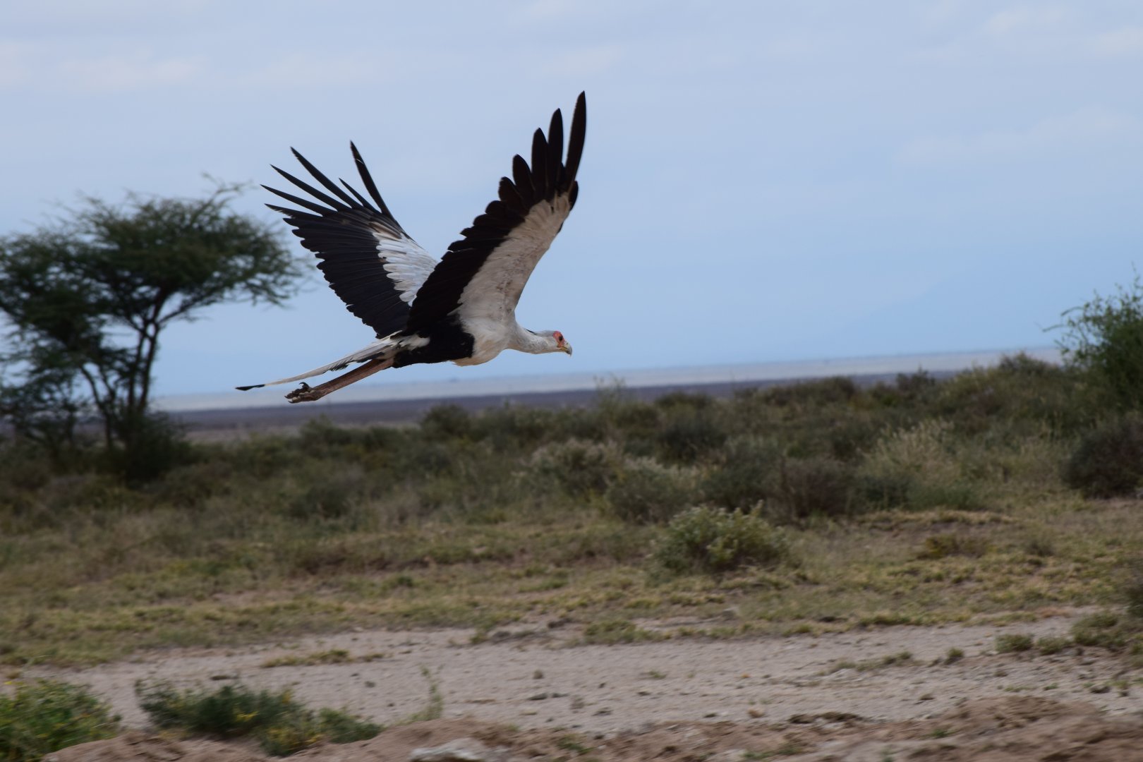 Secretary bird in flight