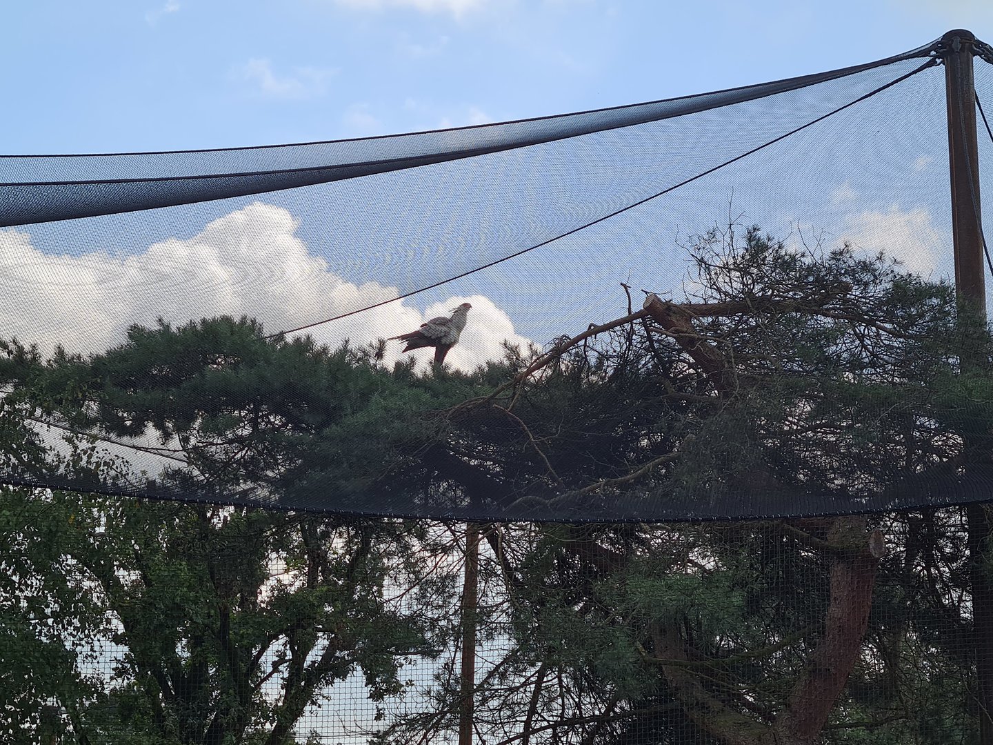 Secretary bird in tree
