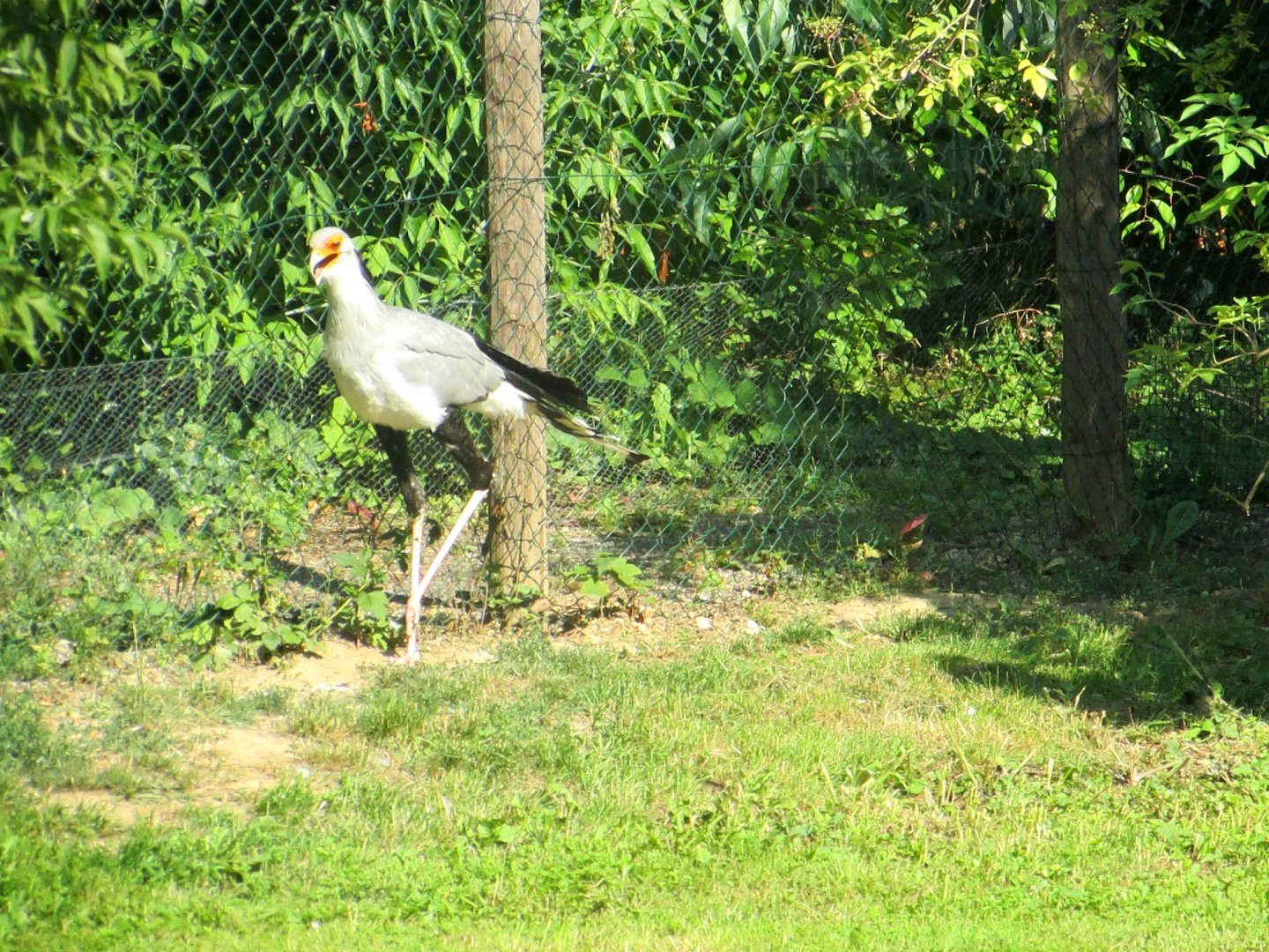 Secretary Bird - July/2017