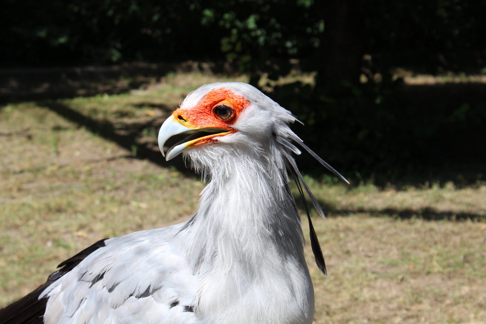 Secretary Bird - July 2019