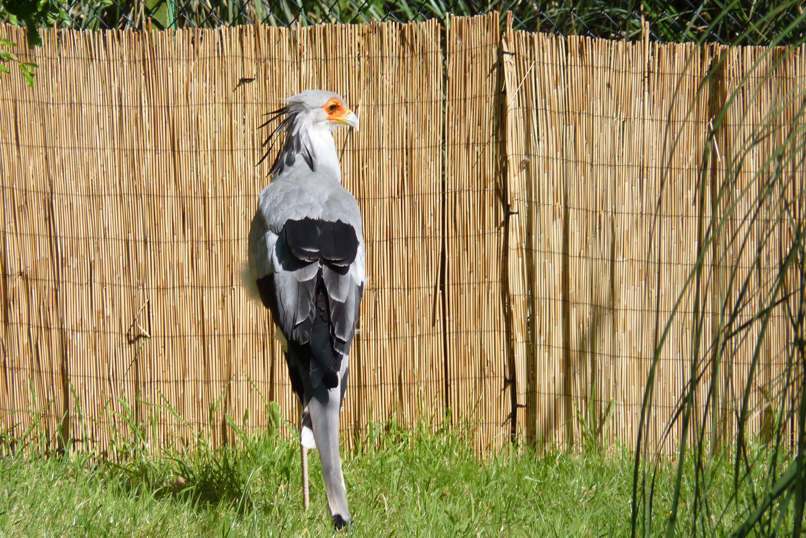 Secretary Bird, June 2016