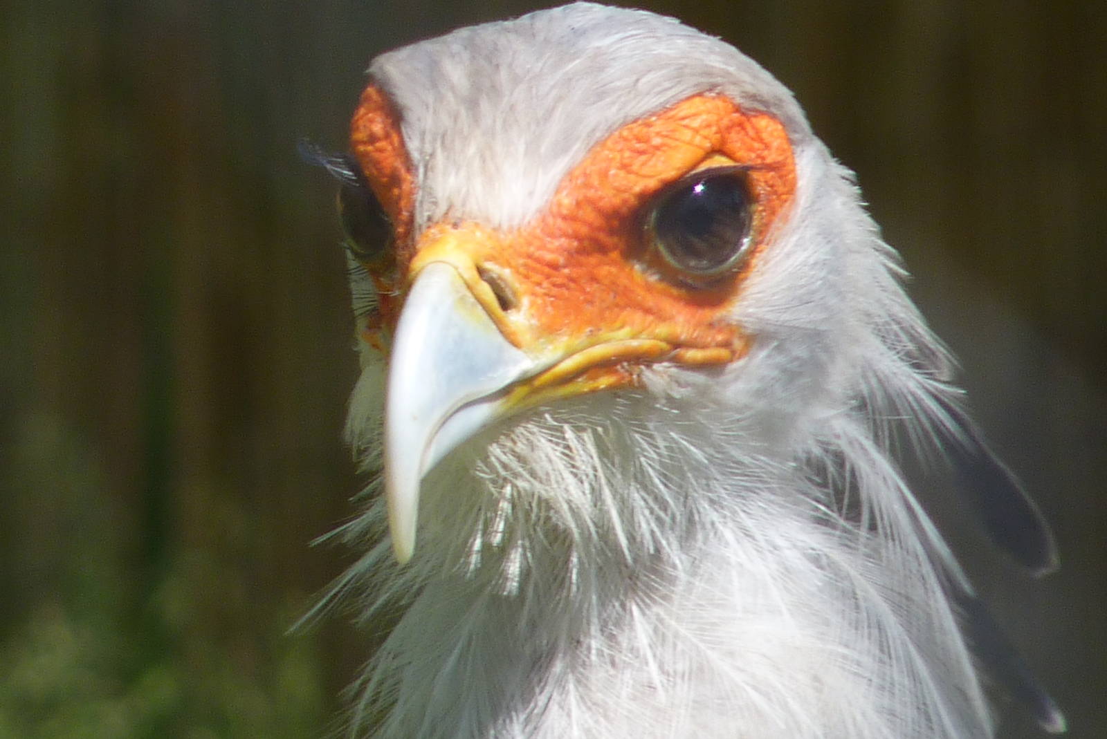 Secretary Bird, June 2016
