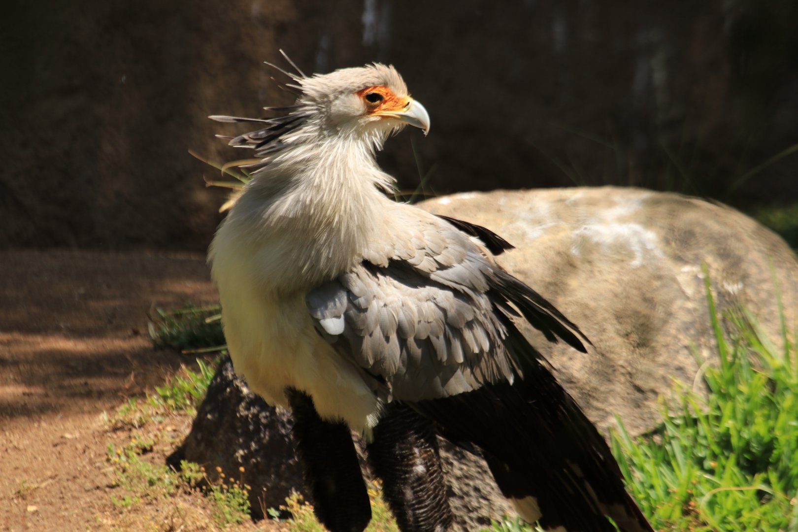 Secretary bird (June 2019)