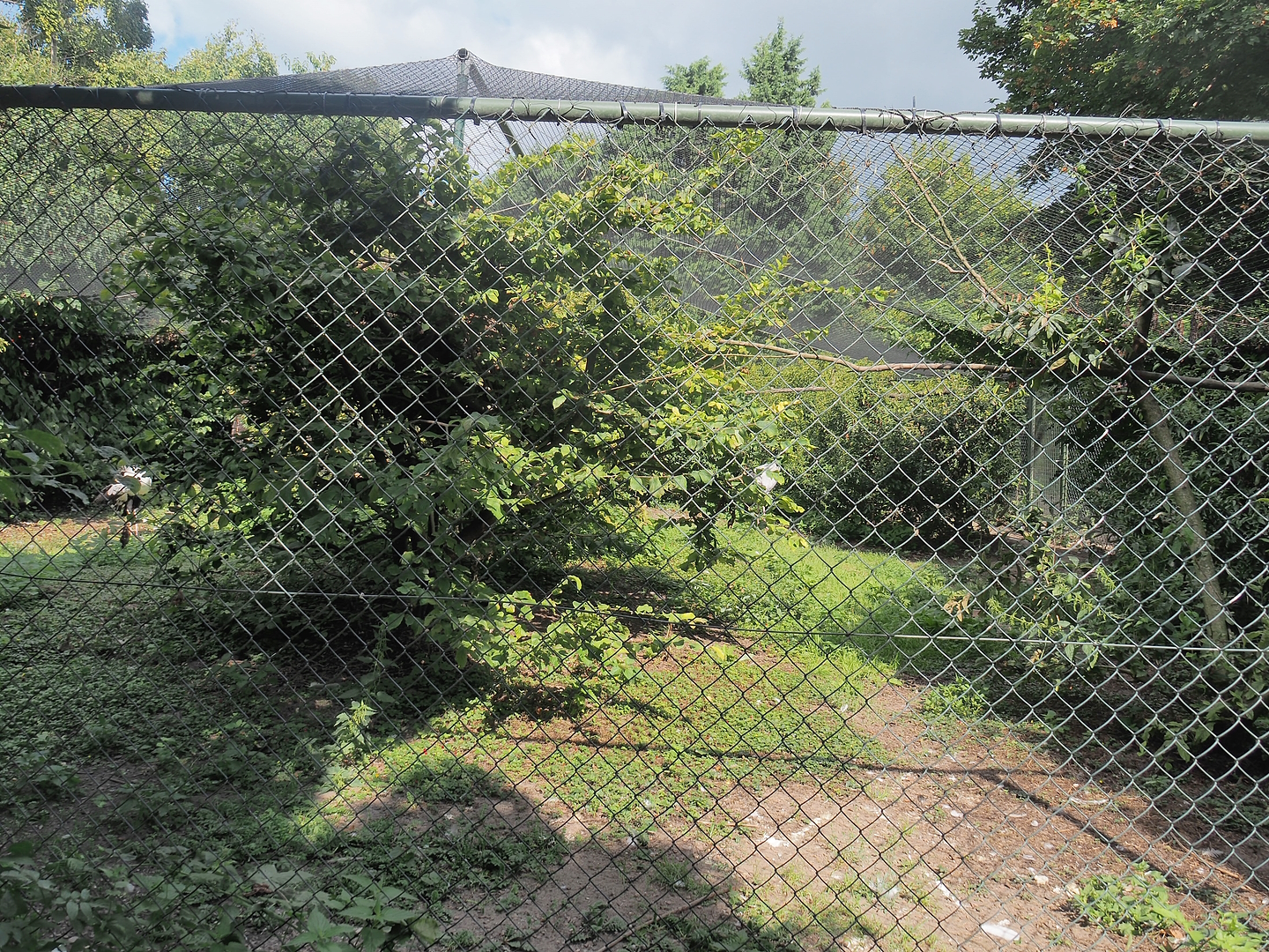 Secretary bird, Lady Ross's turaco, Speckled pigeon and Hamerkop aviary, 2022-08-28