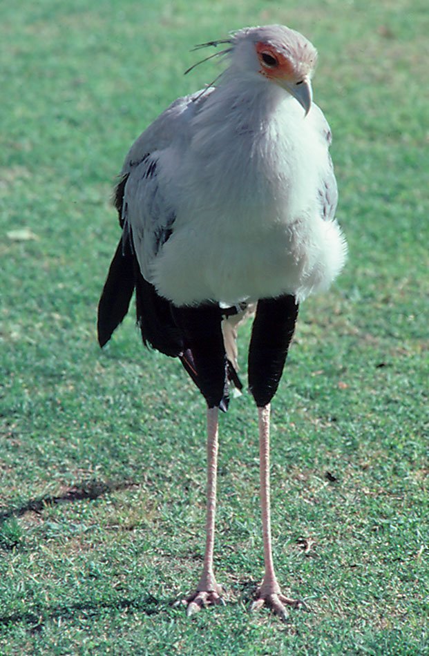 Secretary Bird - Larvon Bird Gardens, Zimbabwe