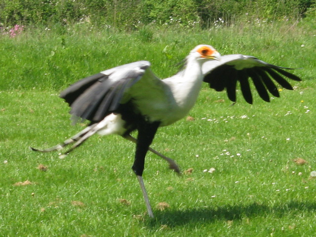 Secretary Bird - Madeleine.