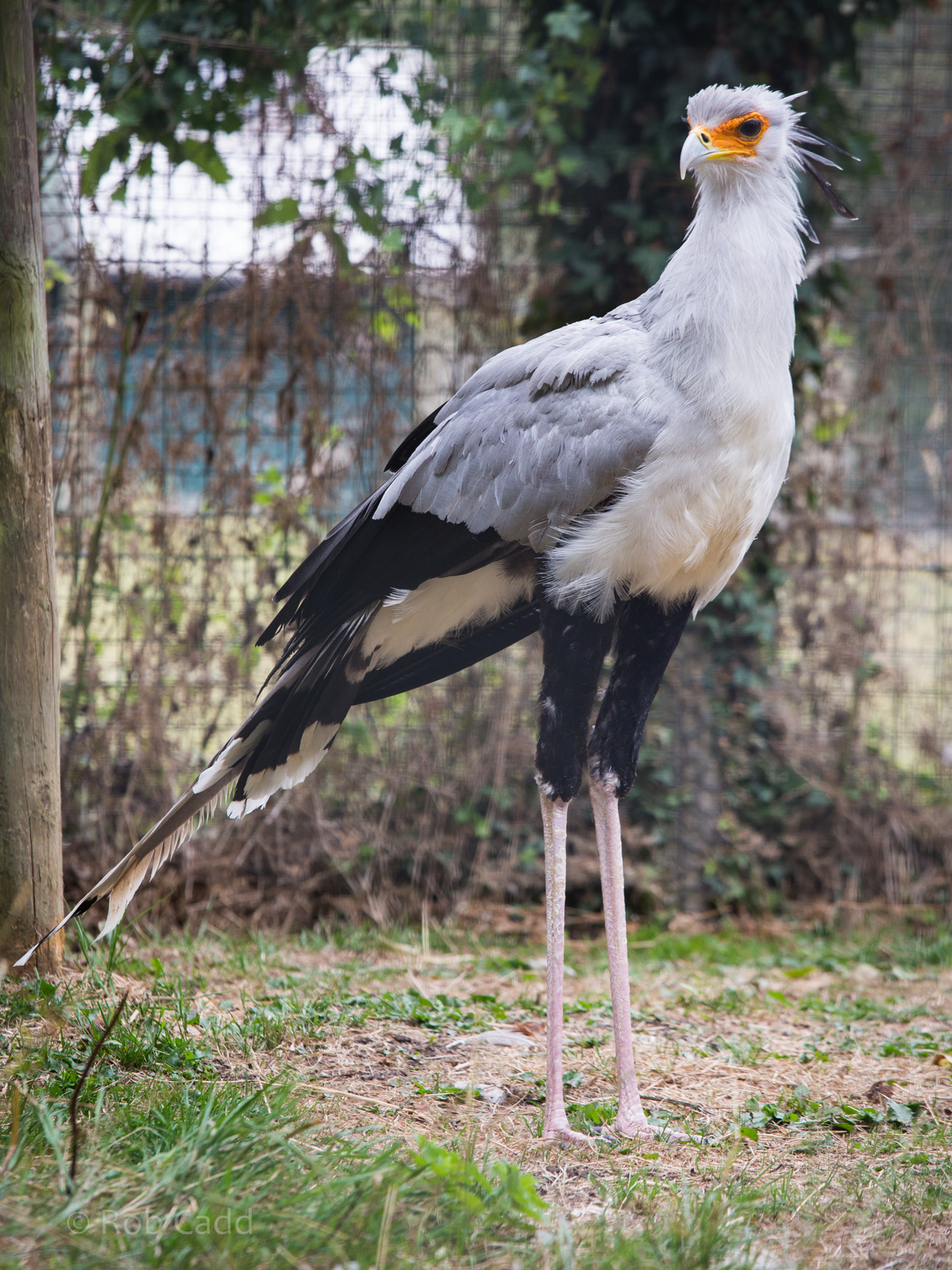 Secretary bird : Marwell : 08 Aug 2014