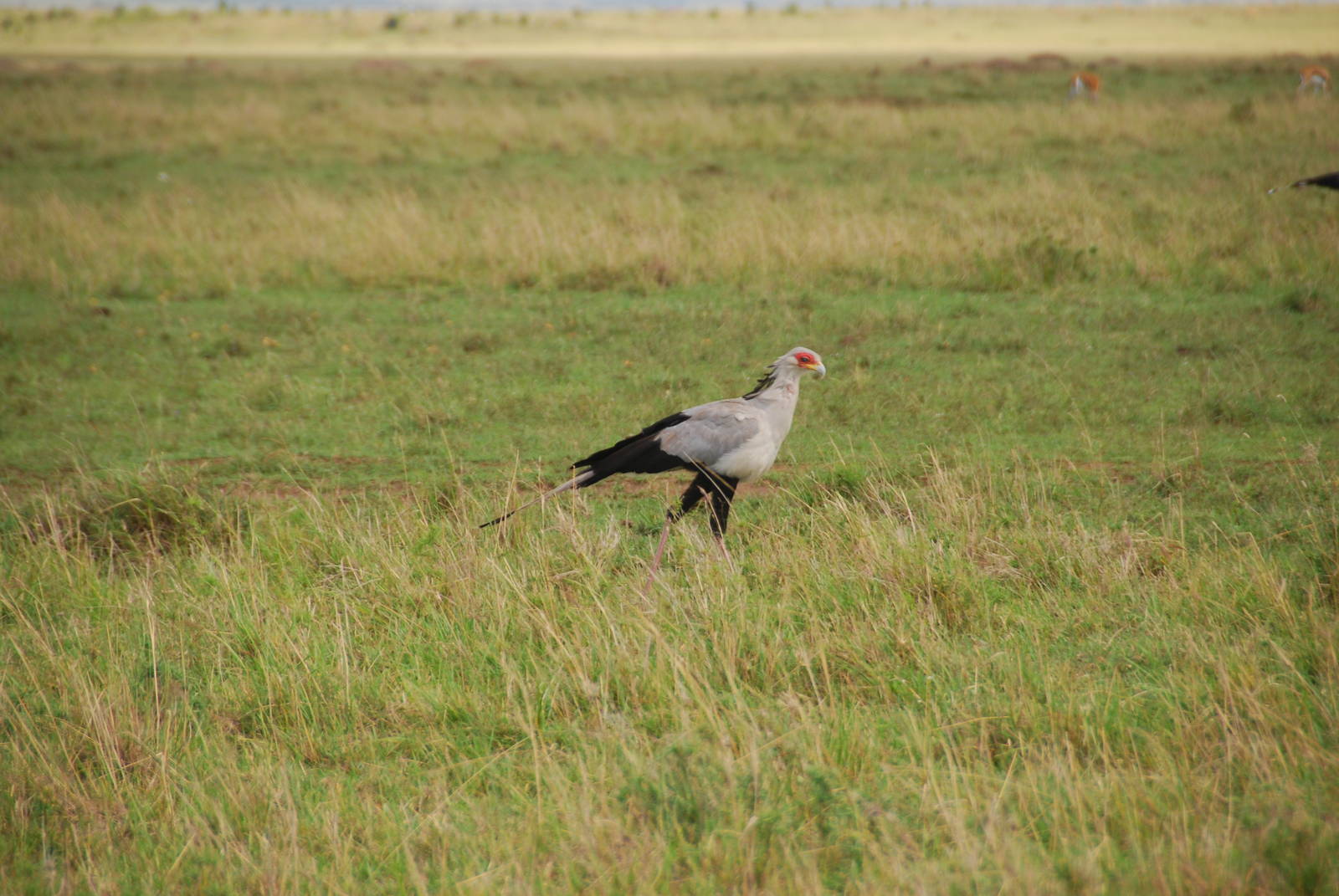 Secretary Bird - Masai Mara NR