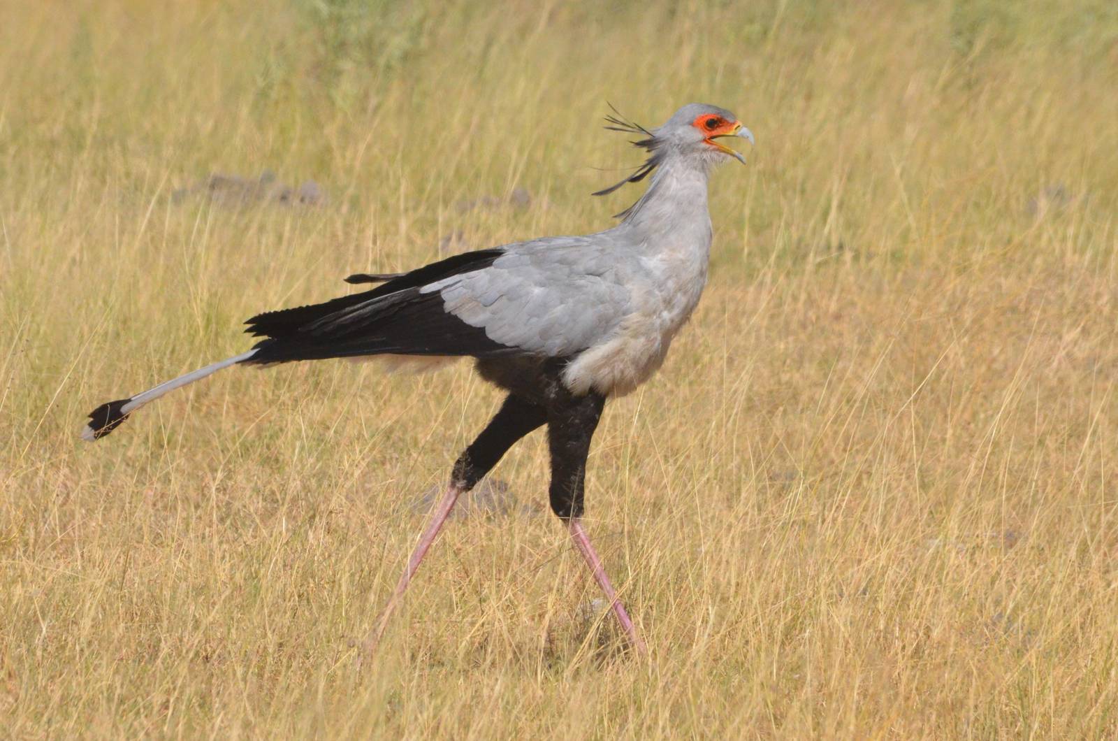 Secretary Bird, Moremi Game Reserve, Botswana, 29/04/16
