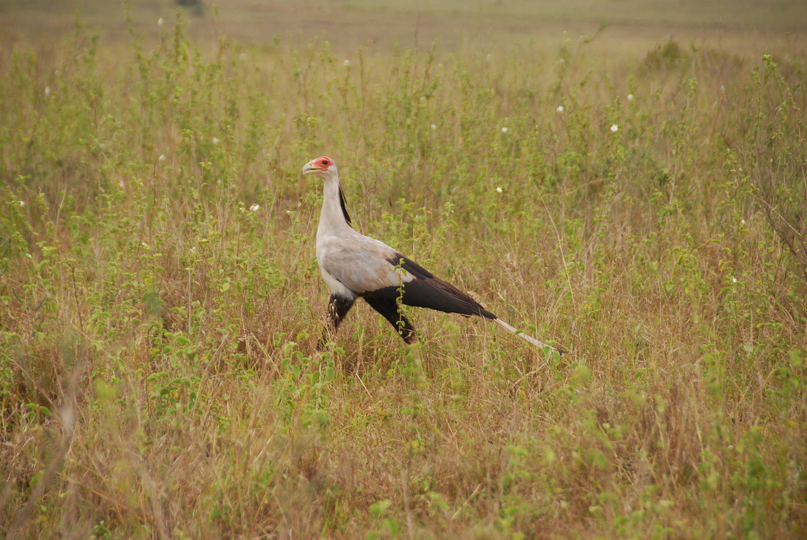 Secretary Bird - Nairobi National Park