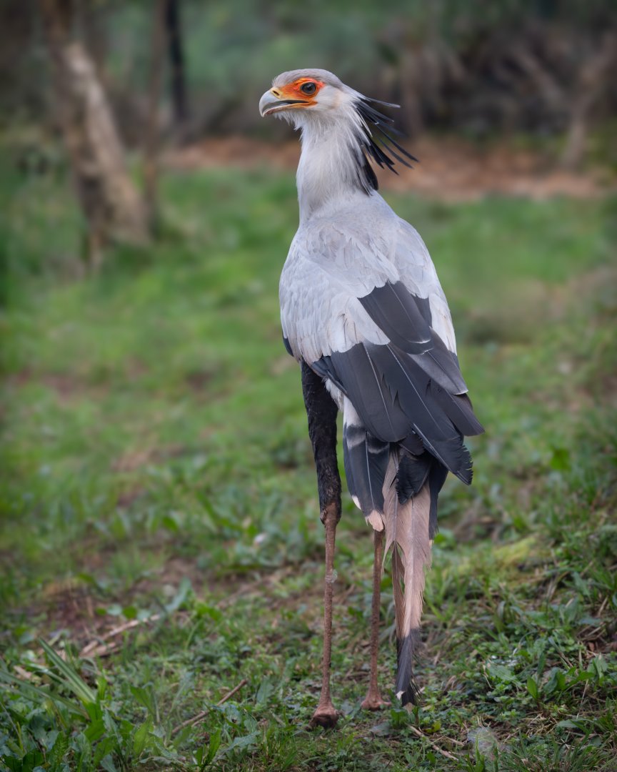 Secretary Bird / Paighton / 18-3-23
