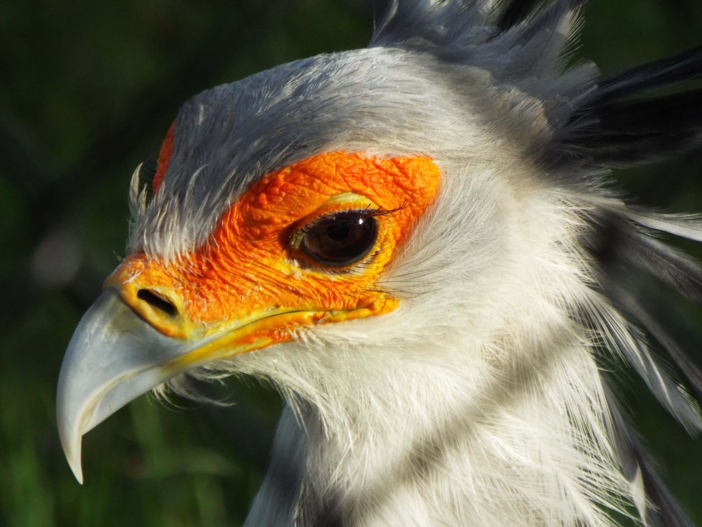 Secretary Bird Paignton Zoo