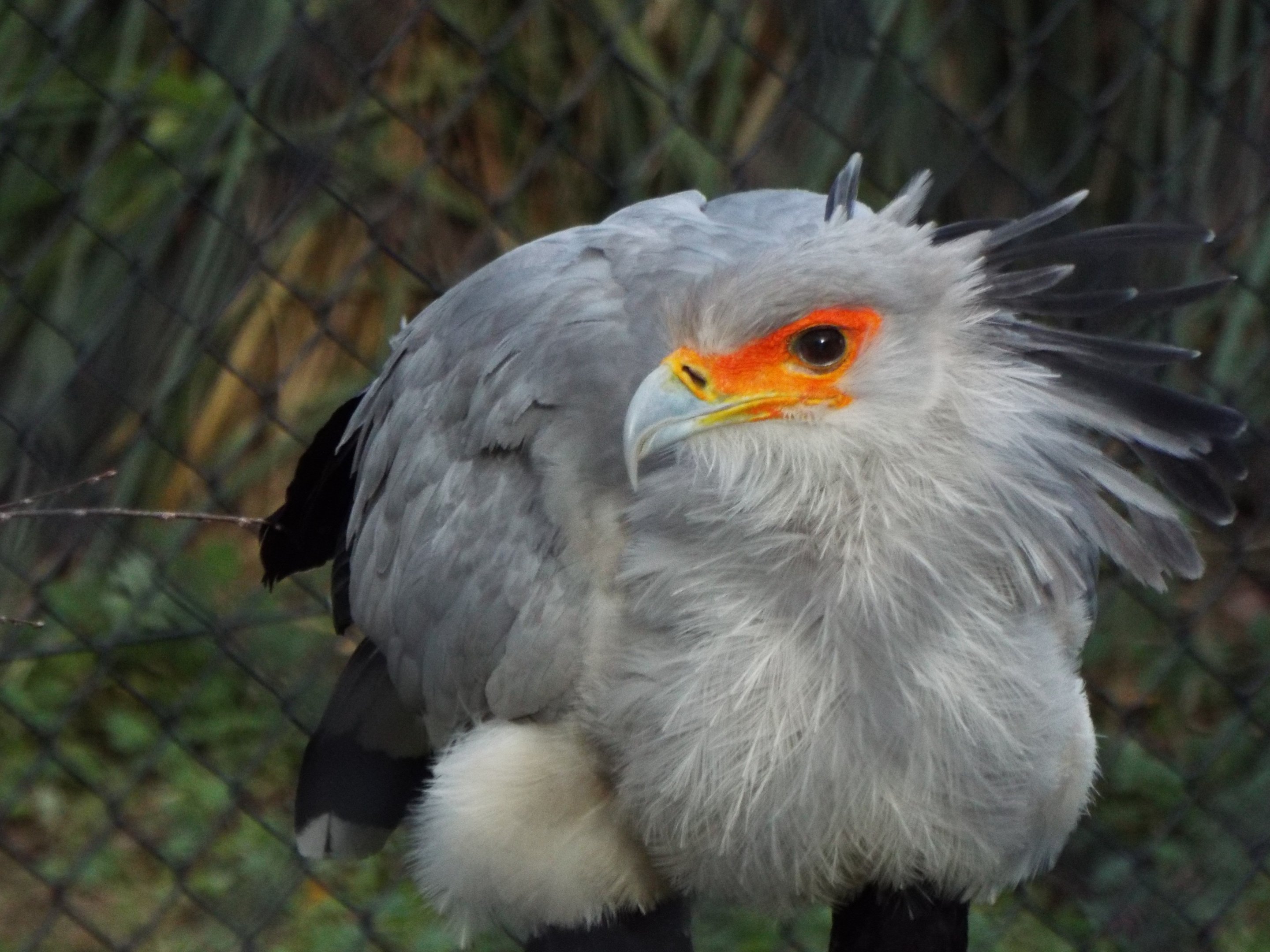 Secretary Bird Paignton Zoo