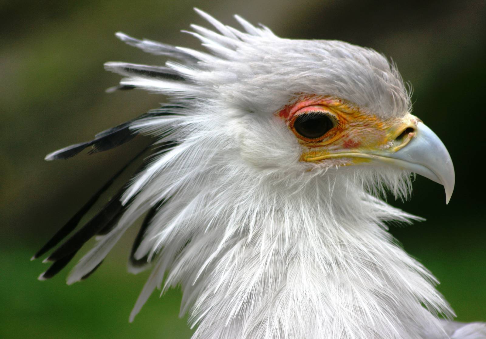 Secretary bird; Parc Pardisio; 13th May 2010