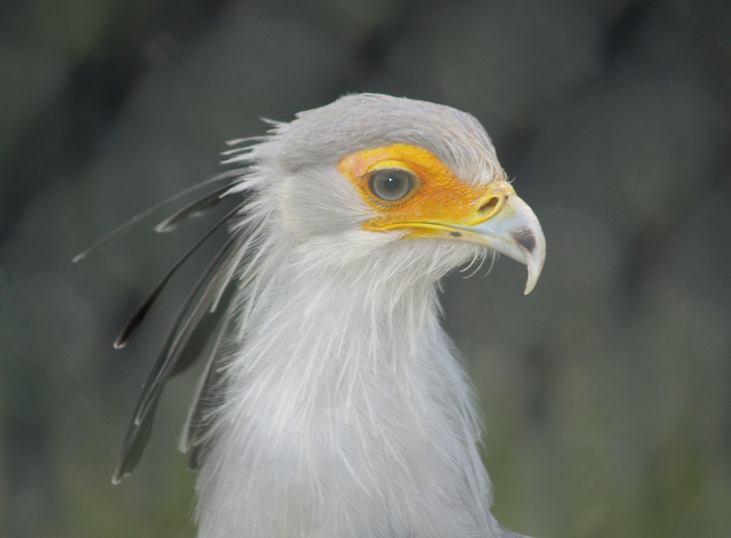Secretary bird (Sagittarius serpentarius), 2008-02-03