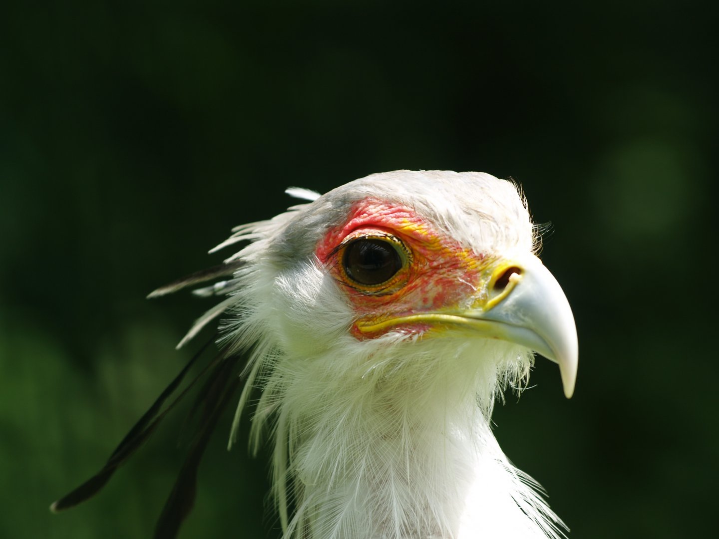 Secretary bird (Sagittarius serpentarius), 2009-06-21