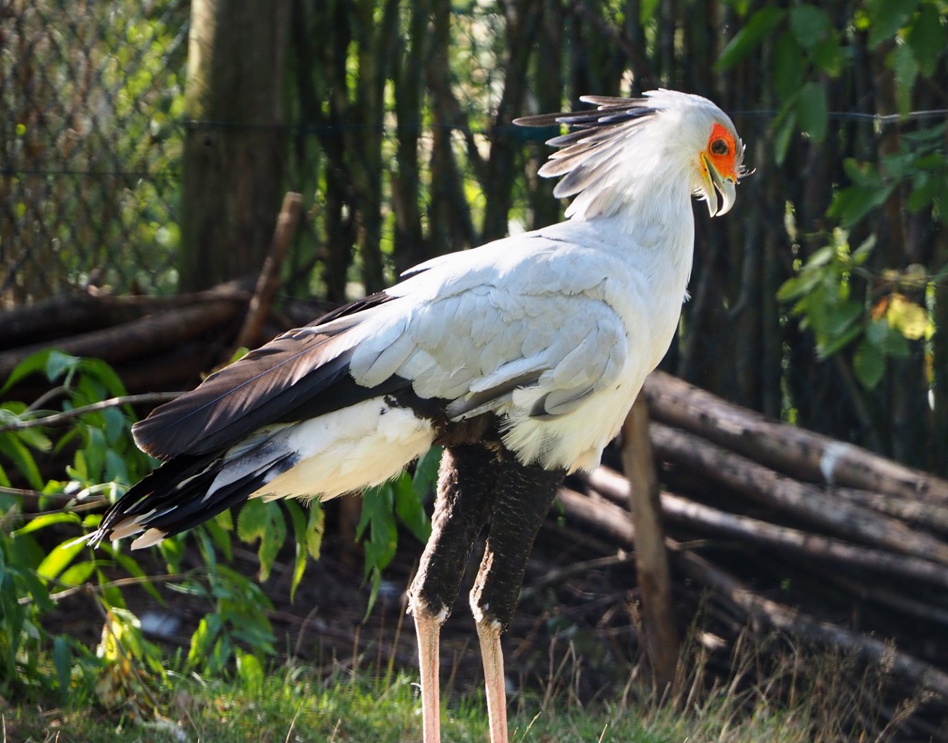 Secretary bird (Sagittarius serpentarius), 2019-09-15