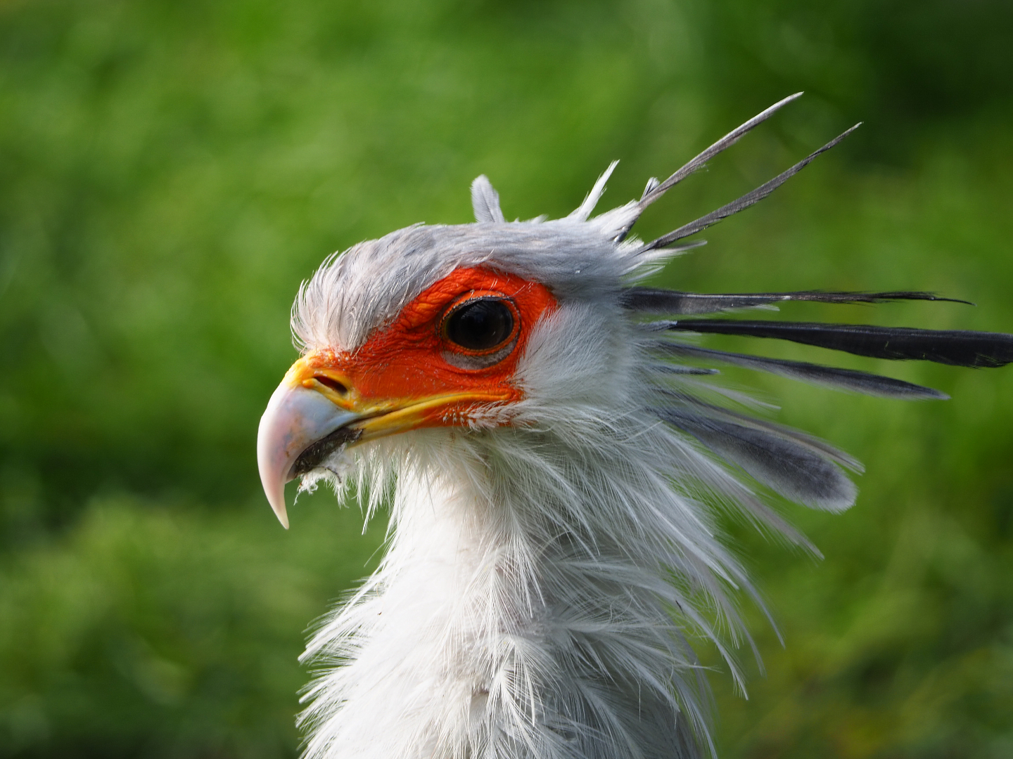 Secretary bird (Sagittarius serpentarius), 2019-10-05