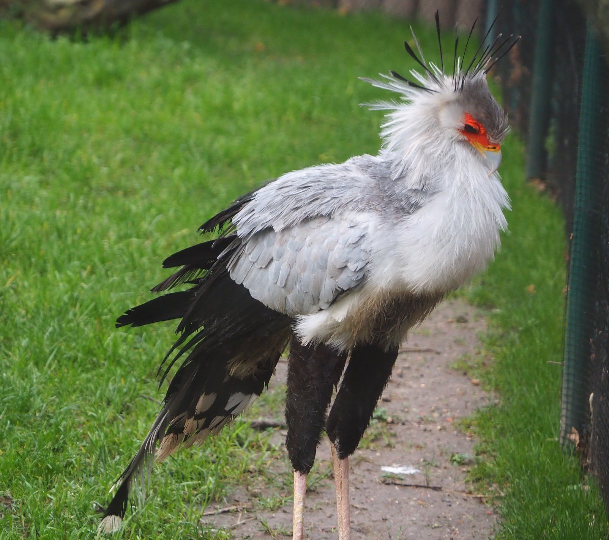 Secretary bird (Sagittarius serpentarius), 2020-01-11