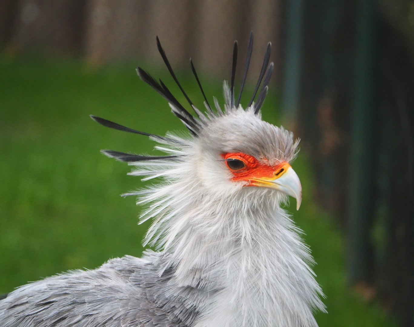 Secretary bird (Sagittarius serpentarius), 2020-01-11
