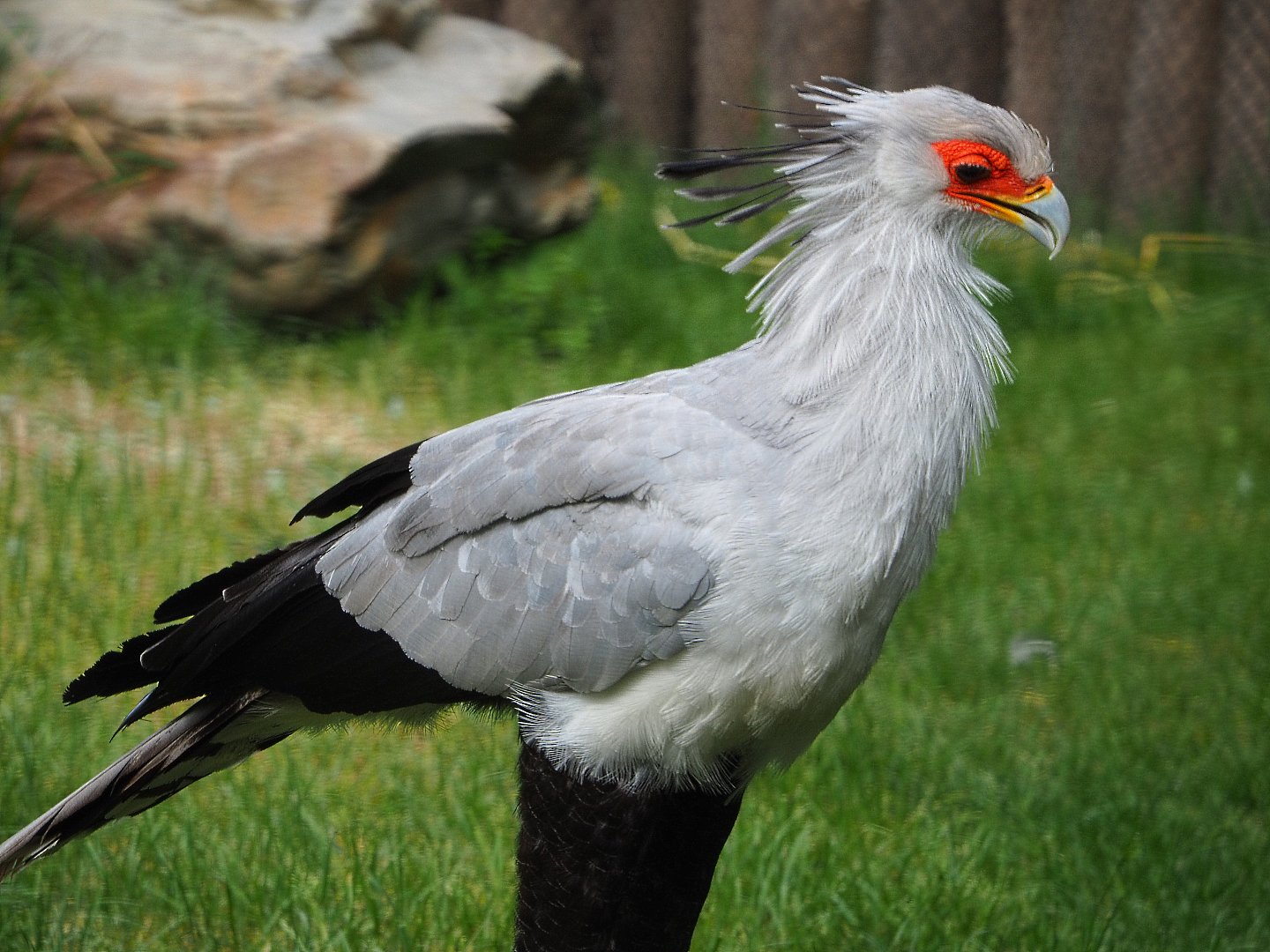 Secretary bird (Sagittarius serpentarius), 2020-05-23