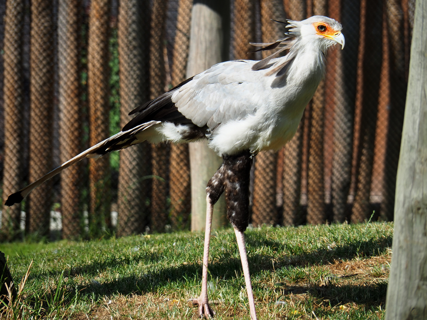 Secretary bird (Sagittarius serpentarius), 2020-06-12