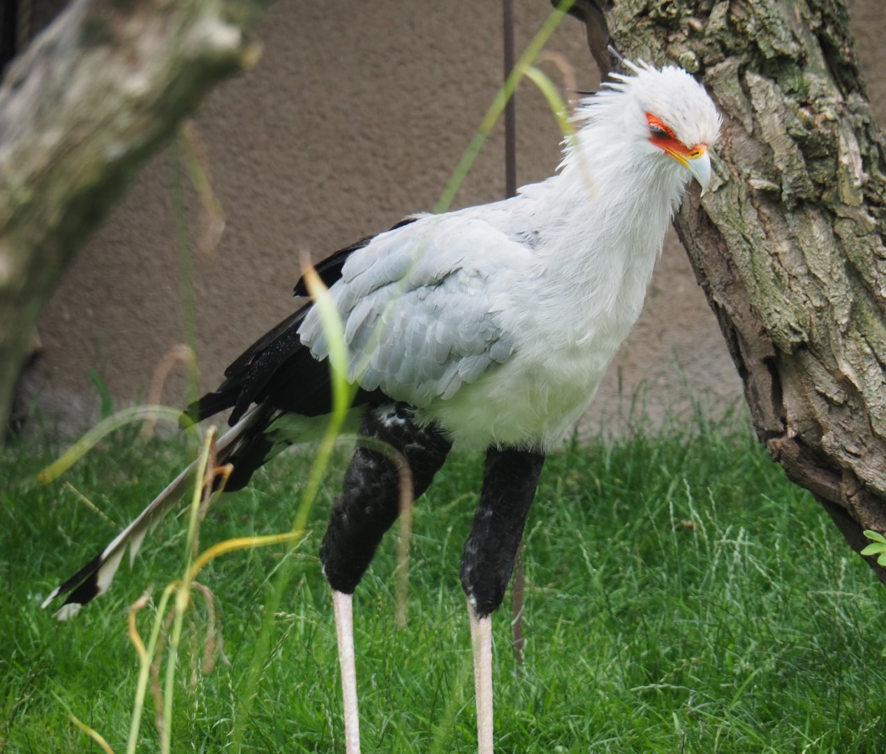 Secretary bird (Sagittarius serpentarius), 2020-07-14