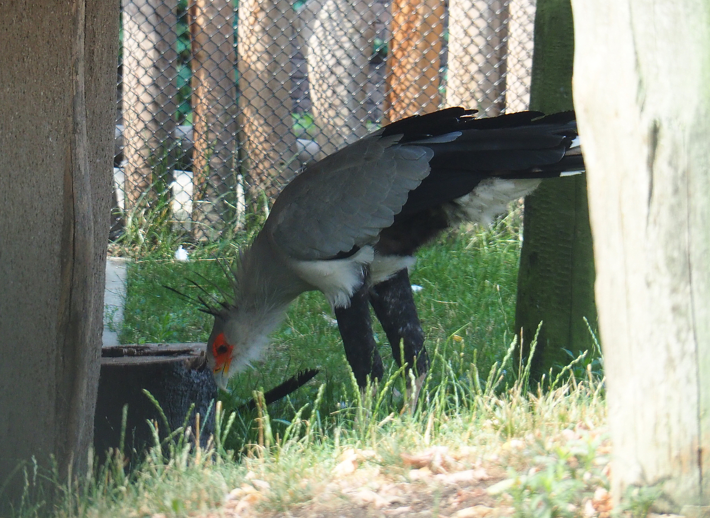 Secretary bird (Sagittarius serpentarius), 2020-08-15