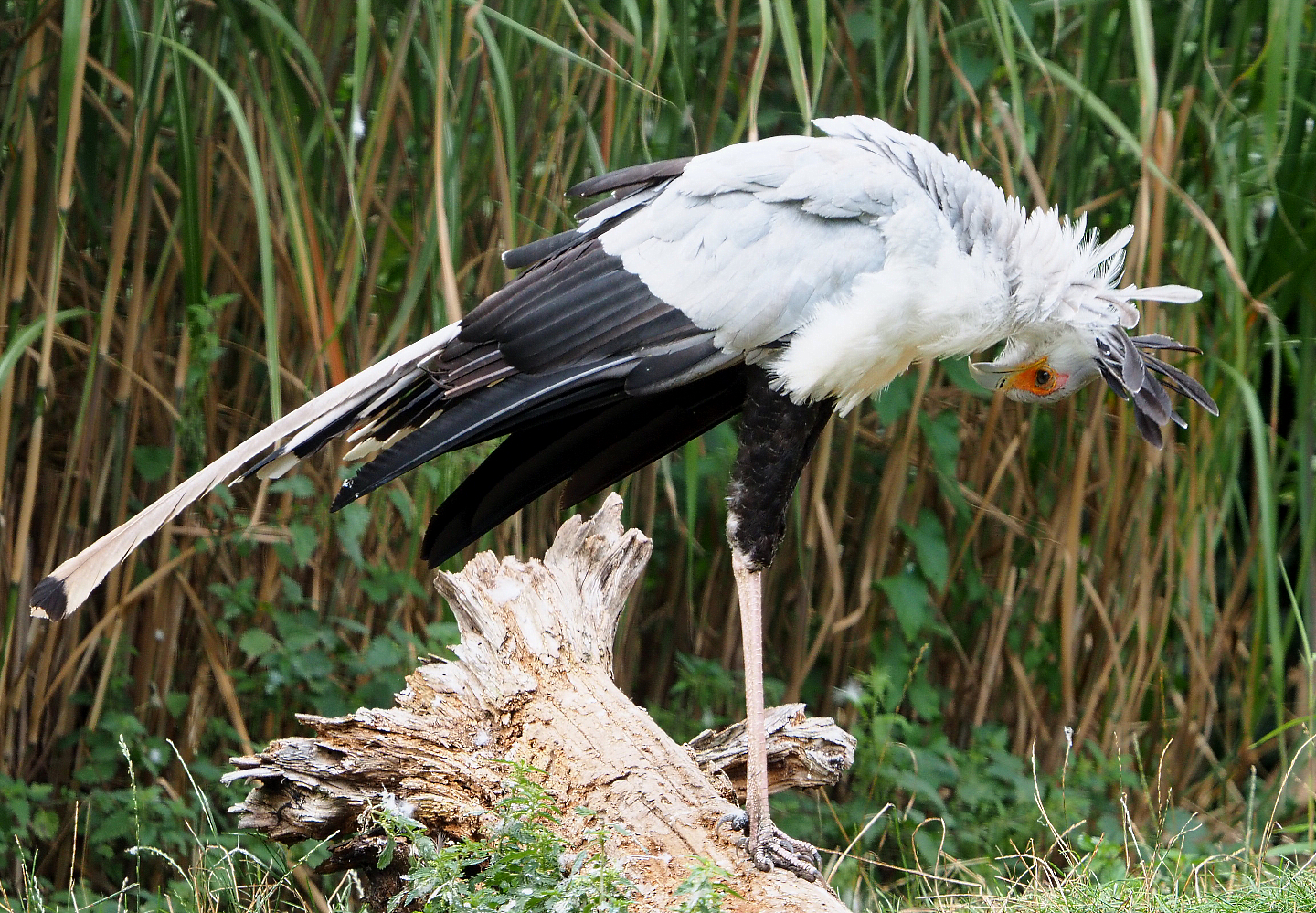 Secretary bird (Sagittarius serpentarius), 2020-09-02