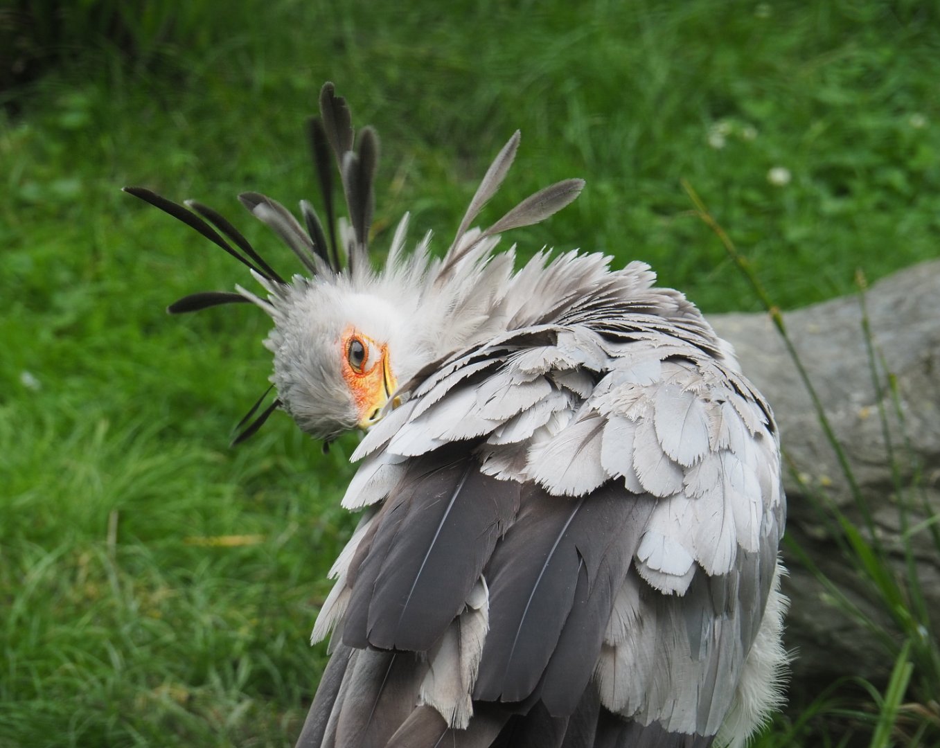 Secretary bird (Sagittarius serpentarius), 2021-07-03